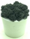Стабилизированный мох SO Green Соу Грин черный в горшке из гипса (00152)