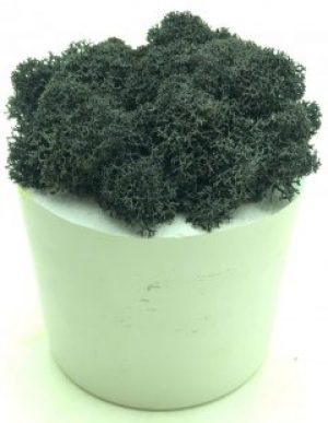 Стабилизированный мох SO Green Соу Грин черный в горшке из гипса (00152)