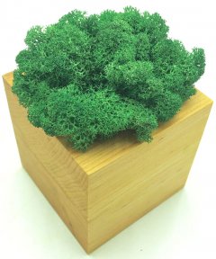 Стабилизированный мох SO Green Соу Грин темно-зеленый в деревянном горшке 8×8 см (00278)