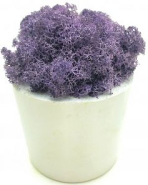 Стабилизированный мох SO Green Соу Грин фиолетовый в горшке из гипса (00167)
