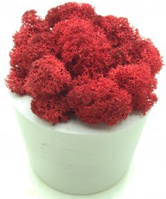 Стабилизированный мох SO Green Соу Грин красный в горшке из гипса (00157)