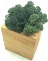 Стабилизированный мох SO Green Соу Грин болотный в деревянном горшке 8×8 см (00290)