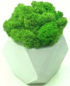 Стабилизированный мох SO Green Соу Грин зеленый деревянный белый шестигранный горшок 8×8 см (002211)