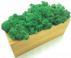 Стабилизированный мох SO Green Соу Грин темно-зеленый в деревянном горшке 20×8 см (00378)