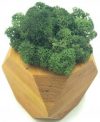 Стабилизированный мох SO Green Соу Грин болотный в деревянном шестигранном горшке 8×8 см (002290)