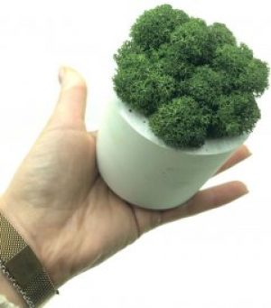 Стабилизированный мох SO Green Соу Грин болотный в горшке из гипса (00190)