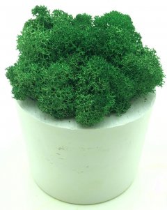 Стабилизированный мох SO Green Соу Грин зеленый в горшке из гипса (00178)