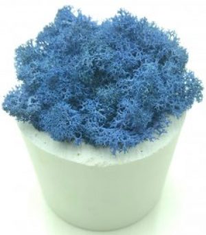 Стабилизированный мох SO Green Соу Грин синий в горшке из гипса (00174)