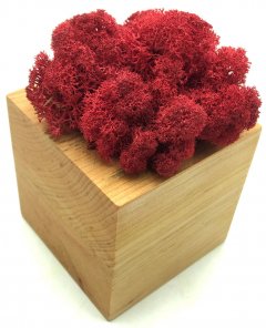 Стабилизированный мох SO Green Соу Грин красный в деревянном горшке 8×8 см (00257)