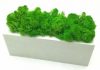 Стабилизированный мох в горшке из белого дерева SO Decor 20×7см (0031)