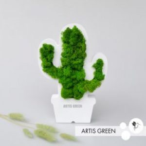 Сувенир со мхом на стол и на подарок «Кактус»