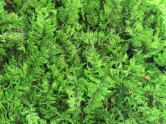 Стабилизированный мох папоротниковый Green Ecco Moss Зелёный светлый 1 кв.м