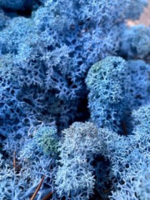 Стабилизированный мох ягель Deco Лавандовый 1 кг