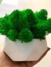 Кашпо из стабилизированного мха ягель Green Ecco Moss Зеленый