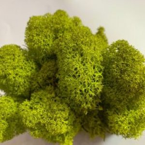 Стабилизированный мох ягель Deco Лайм 1 кг