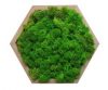 Картина шестиугольная MossArt из стабилизированного мха 20 см Grass Green (1487)