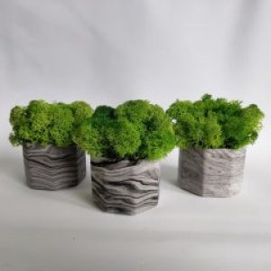 Стабилизированный мох в бетонных горшочках Шестигранник мрамор 7х5 см (набор 3 шт)
