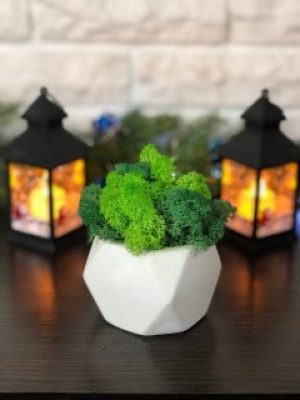 Кашпо куб белый с живым мхом микс зеленый салатовый 11*10 см