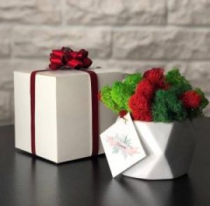 Кашпо куб с живым мхом в подарочной упаковке зеленый красный салатовый 11*10 см