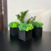 Набор из трёх деревянных чёрных кашпо со стабилизированным мхом микс зеленый салатовый 7*7 см