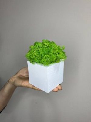 Кубик деревянный белый со стабилизированным мхом салатовый 7*7 см