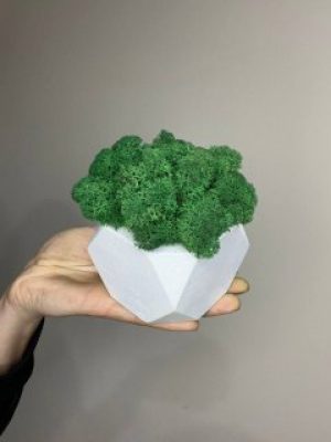 Куб деревянный белый со стабилизированным мхом зелёный 8*6 см