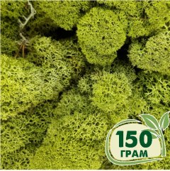 Стабилизированный мох ягель Nordic moss Зеленый светлый 150 грамм
