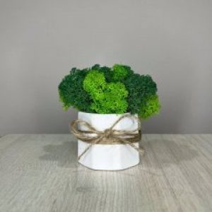 Кашпо белое ручной работы со стабилизированным мхом микс зелёный салатовый 8*7 см