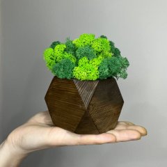 Куб тёмное дерево со стабилизированным мхом микс зелёный салатовый 8*6 см