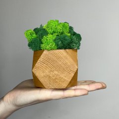 Куб светлое дерево со стабилизированным мхом микс зелёный салатовый 8*6 см