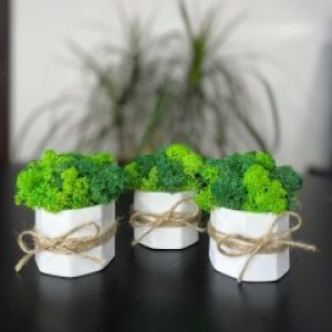 Набор из белых кашпо ручной работы со стабилизированным мхом микс зелёный салатовый 8*7 см