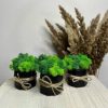 Набор из чёрных кашпо ручной работы со стабилизированным мхом микс зелёный салатовый 8*7 см