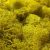 Стабилизированный мох ягель Nordik moss Желтый 50 грамм