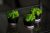 Набор декоративный Скандинавский мох в черно-розовом бетонном кашпо зеленый 3 шт