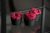 Набор декоративный Скандинавский мох в черном бетонном кашпо «Кекс» красный 3 еденицы