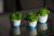 Набор декоративный Скандинавский мох в бело-голубом бетонном кашпо зеленый 3 шт