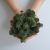 Стабилизированный скандинавский мох Scandia Moss темно-зелёный 250 гр Natural green А04