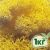 Стабилизированный мох ягель Nordic moss Желтый лимонный 1 кг