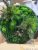 Картина круглая из мха и растений d 50 см