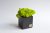 Бетонный куб Etoile Flora с сочно-зеленым стабилизированным мхом (BK55-1009)