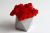 Стабилизированный мох красный в бетонном кашпо Etoile Flora (GLIC/0557)