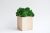 Светлый деревянный куб Etoile Flora с насыщенно-зеленым стабилизированным мхом (TLIC/0578)