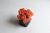 Стабилизированный мох розовый в бетонном кашпо Etoile Flora (GLIC/0562)