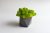 Стабилизированный мох сочно-зеленый в бетонном кашпо Etoile Flora (GLIC/0555)