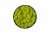 Стабилизированный сочно-зеленый мох Ягель в деревянной раме Etoile Flora 26 см (L-0693-2)