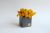 Бетонный куб Etoile Flora с желтым стабилизированным мхом (BK60-1009)