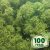 Стабилизированный мох ягель Nordic moss Зеленый темный 100 грамм