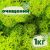 Очищенный стабилизированный мох ягель Nordic moss Зеленый весенний 1 кг