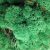 Стабилизированный мох ягель Nordik moss Зеленый темно-травяной 50 грамм