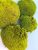 Стабилизированный мох кочки Green Ecco Moss Лайм 1 кг